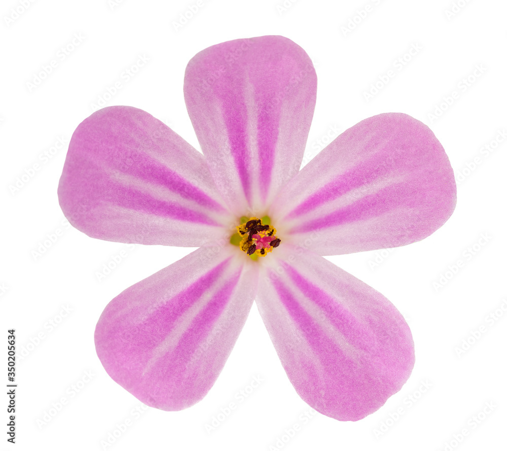 Fototapeta premium Herb Robert flower head