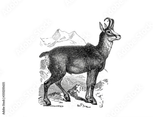 Tableau sur toile Illustration of a Chamois in popular encyclopedia from 1890