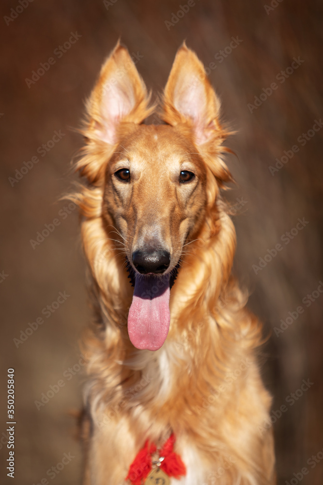 Puppy borzoi walks outdoor at spring day Puppy borzoi walks outdoor at spring day