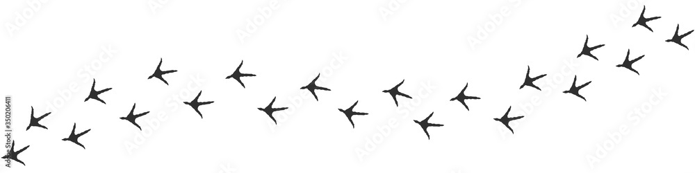 Fototapeta premium Footpath trail of rooster