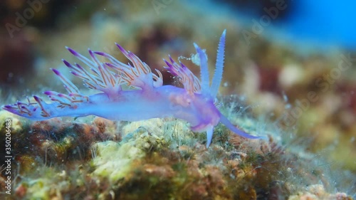 nudibranch flabellina nudi branch nudybranch  underwater slug ocean scenery photo