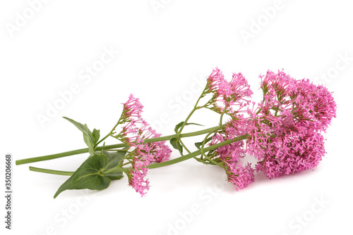 Red valerian flowers