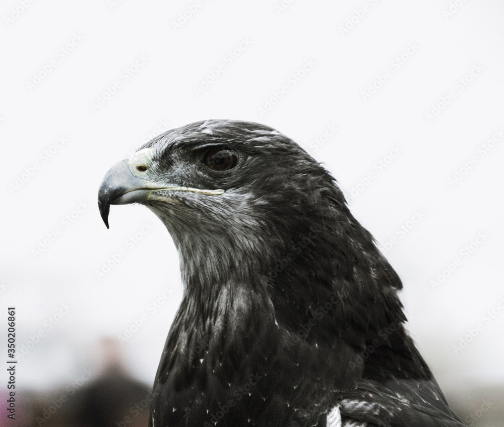 Fototapeta premium eagle