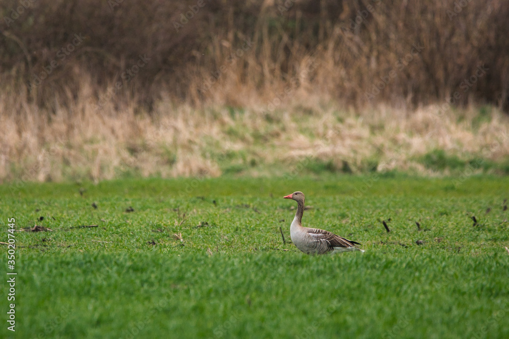 Greylag goose - Anser Anser - on the field Greylag goose - Anser Anser - on the field