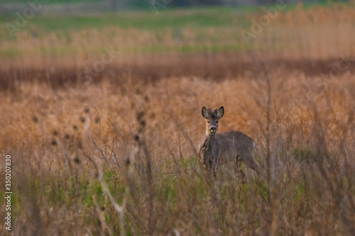 Roe deer buck on the meadow © Creaturart