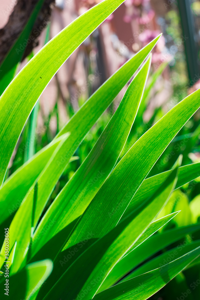 Obraz premium iris flower leaves
