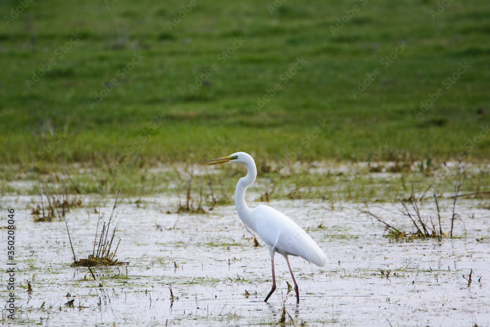 Great Egret wading in the lake and hunting Great Egret wading in the lake and hunting