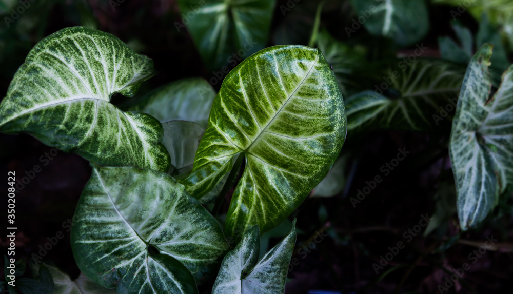 Fototapeta premium close up of a green leaf