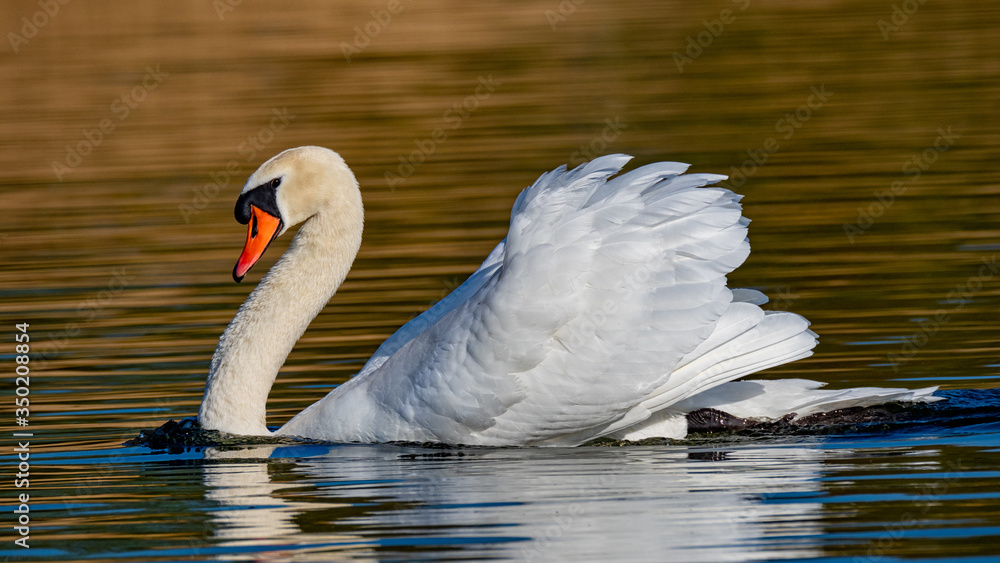 Fototapeta premium Swan on the water
