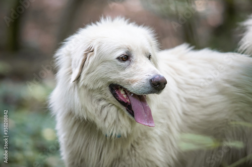 Maremma sheepdog free in nature, among plants, in the woods