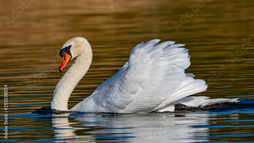 Swan on the water