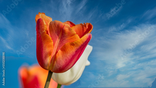 Orange Tulip - Isolated but not alone