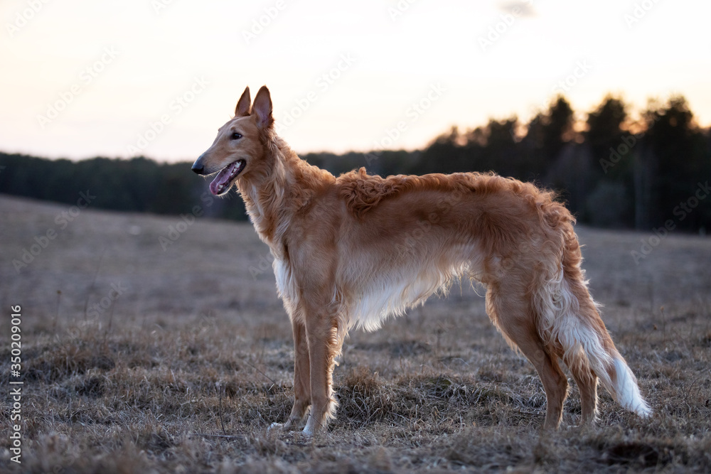Puppy borzoi walks outdoor at summer day Puppy borzoi walks outdoor at summer day