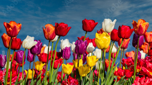 Field of tulips against blue sky