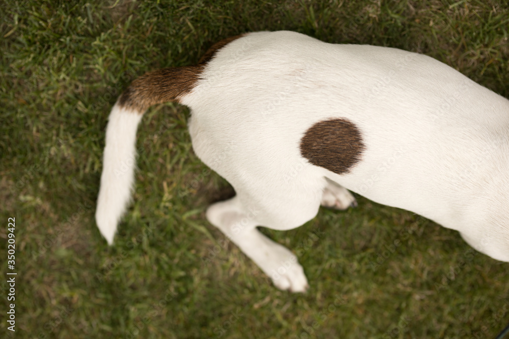 bottom and tail of a white dog with a red spot that lies on the green grass
