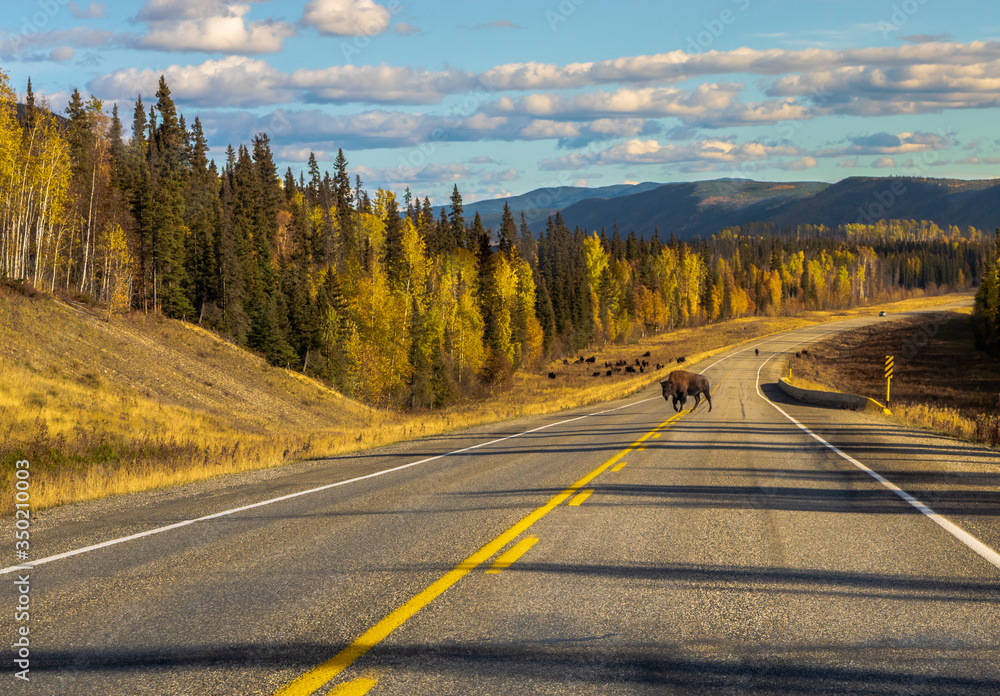 Fototapeta premium Single bison blocking the highway, Yukon, Canada