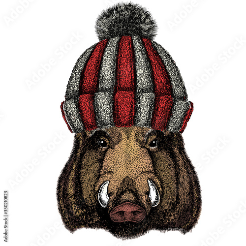 Portrait of wild hog, boar, pig. Face of brave animal. Knitted wool winter hat.