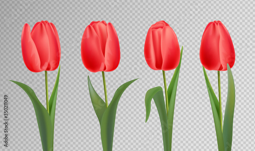 Realistic tulips set, red color, hello spring, womens day, beautiful flowers, spring card vector