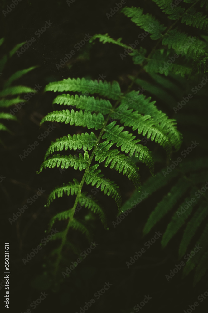 Helechos en pleno bosque Helechos en pleno bosque