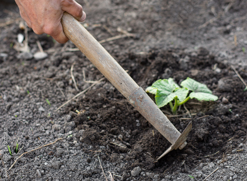 Tableau sur toile Man farmer working with hoe in vegetable garden