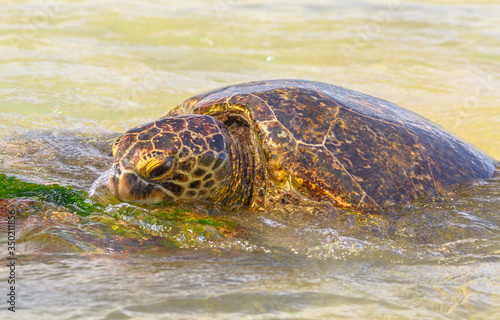 Detail of a Green Sea Turtle or Hawaiian Sea Turtle near the shore in Laniakea Beach also known as Turtle Beach on Oahu island, Hawaii, United States.