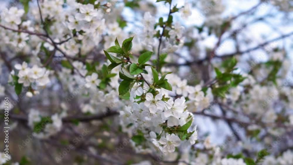 Beautiful nature scene with a flowering tree. Spring flowers. Cherry blossom Beautiful nature scene with a flowering tree. Spring flowers. Cherry blossom