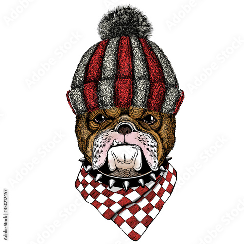 Bulldog, dog. Portrait of cute animal. Knitted wool winter hat.