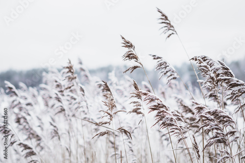 frozen grass in the wind