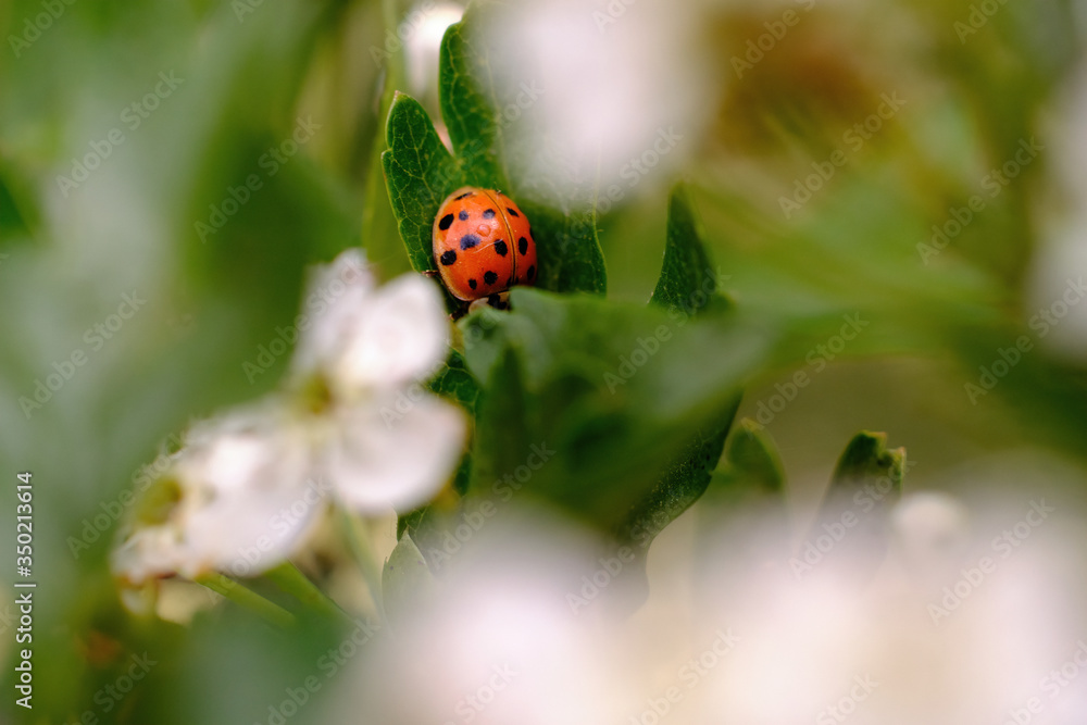 Red ladybird on a leaf and a tree of blossoms Red ladybird on a leaf and a tree of blossoms