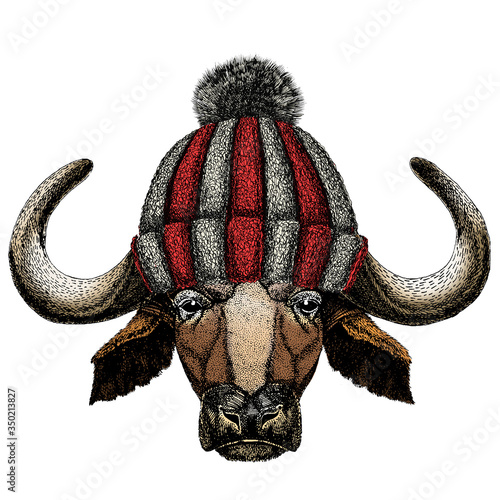 Portrait of buffalo, bison, bull, cow. Face of animal. Knitted wool winter hat.