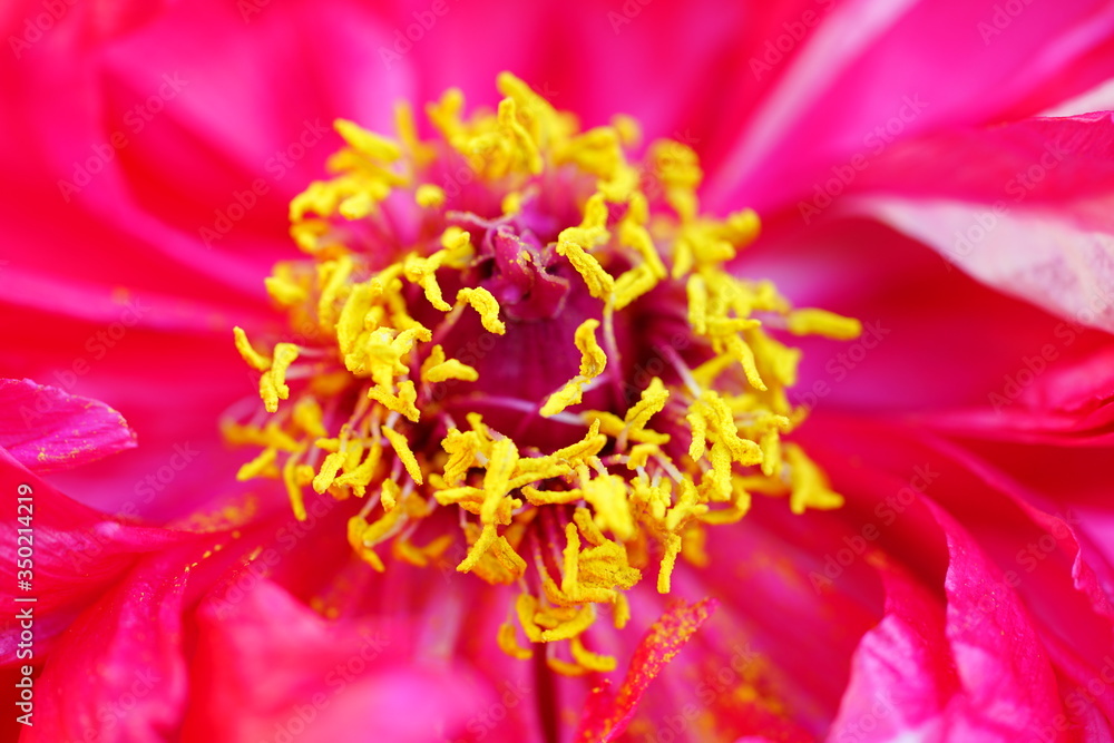 Full bloom close-up view of a pink tree peony flower with yellow stamens Full bloom close-up view of a pink tree peony flower with yellow stamens