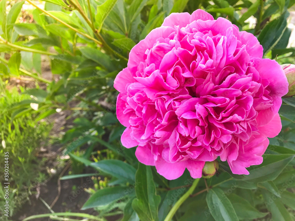 Сlose-up of beautiful pink flower pion in the garden with blurred green background