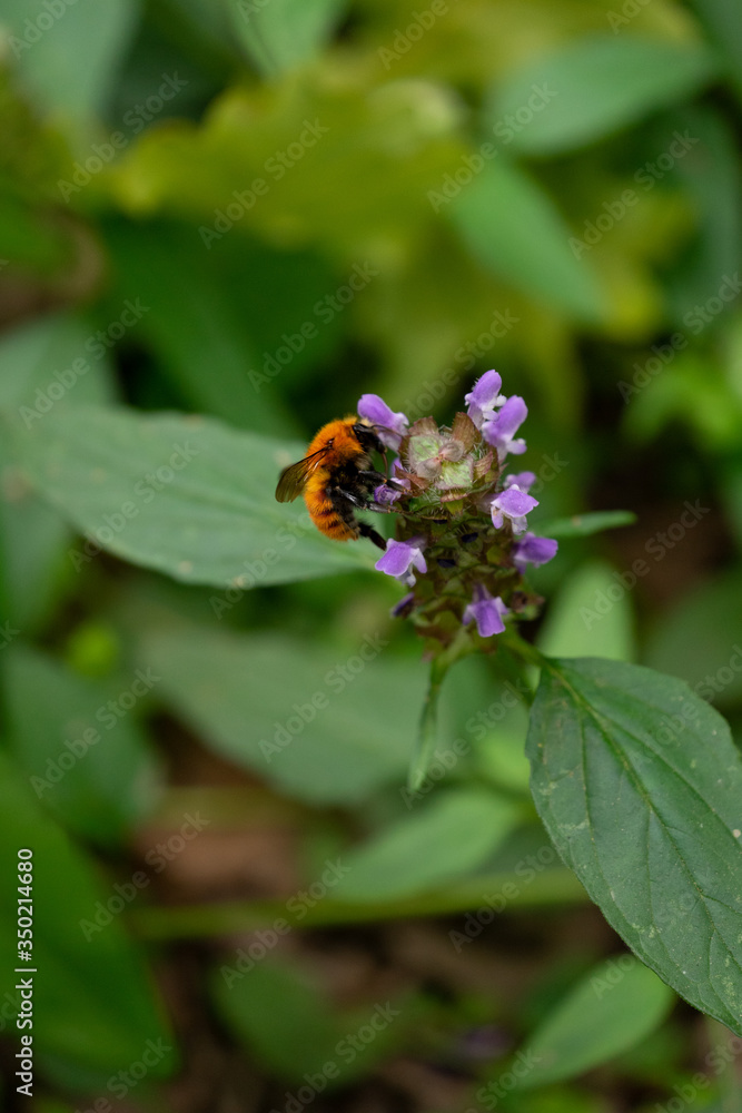Bumblebee Bumblebee