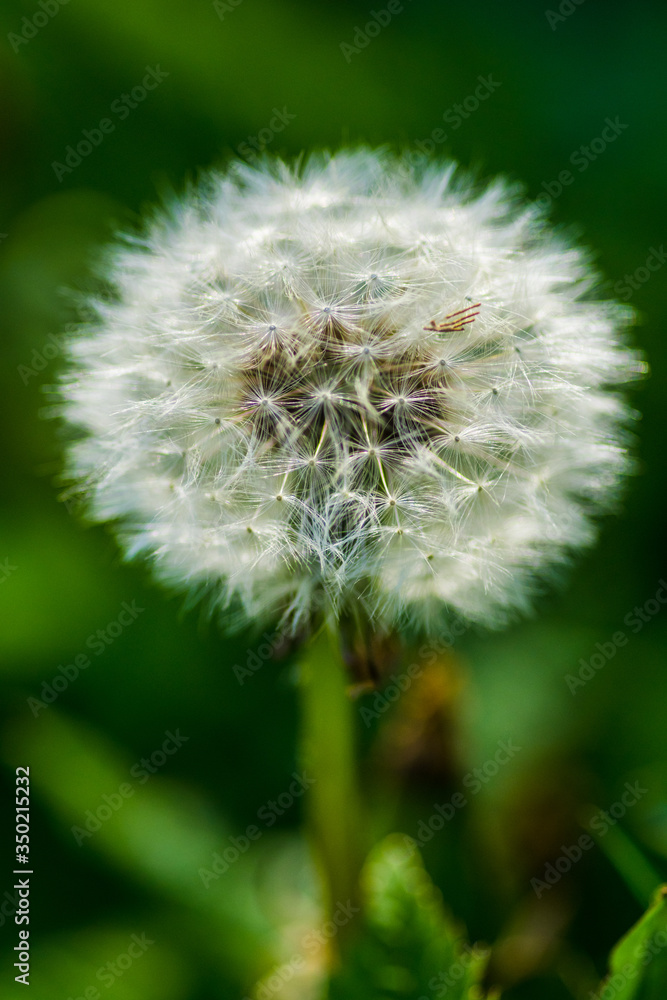 Fototapeta premium Dandelion seed head and stalk close up