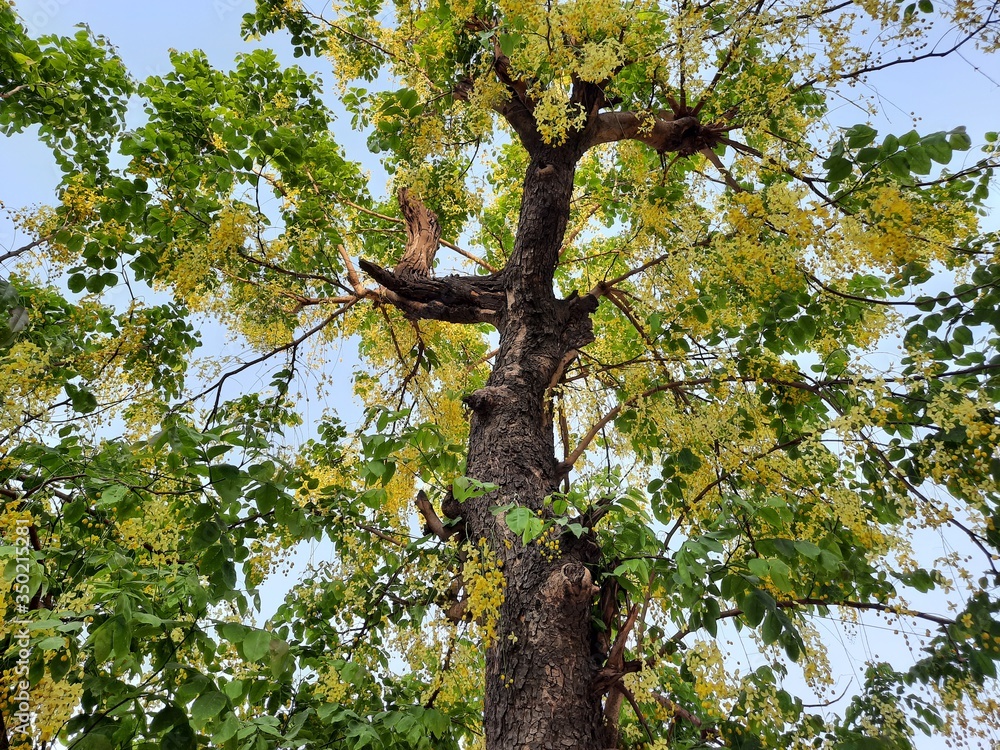 Naklejka premium tree in spring