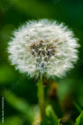 Dandelion seed head and stalk close up