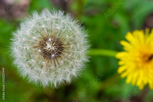 yellow fresh and white fluffy dandelions in spring park. flowering in the meadow. loose flowers without care in the wild