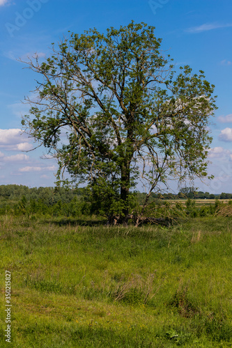 Lonely tree in the meadows of the natural park Itteren near Maastricht alongside the river Meuse