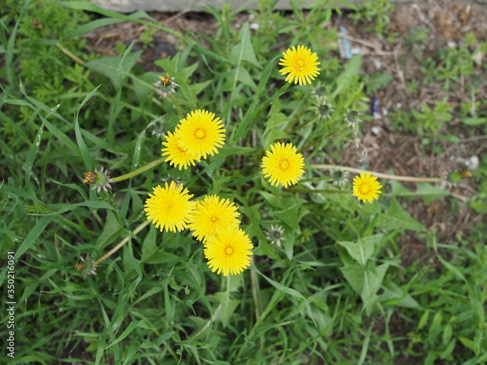 A small bush of dandelion flowers grows in the shade. A small bush of dandelion flowers grows in the shade.