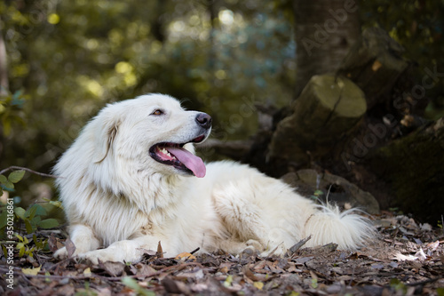 Maremma sheepdog free in nature, among plants, in the woods