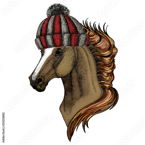 Horse, steed, courser. Portrait of wild animal. Knitted wool winter hat.