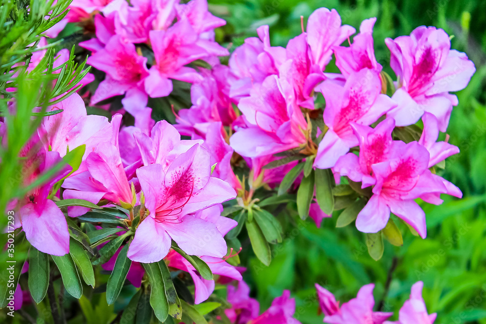 Rhododendron bush blooms with pink flowers in the garden. Azalea blooming with bright lilac and purple flowers on a green bush in the sun. Ornamental plant for garden decoration Rhododendron bush blooms with pink flowers in the garden. Azalea blooming with bright lilac and purple flowers on a green bush in the sun. Ornamental plant for garden decoration