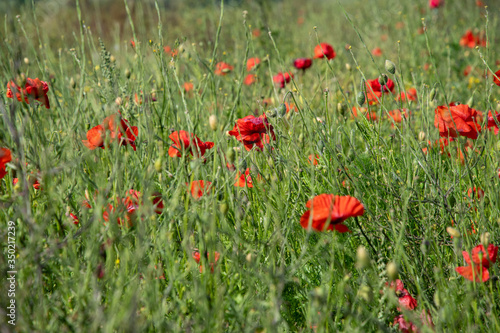 Red poppies (Papaver rhoeas) in a summer meadow in England