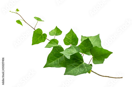 アイビー　つる植物の切り抜き素材