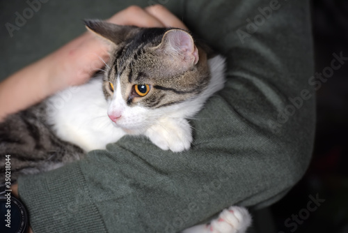young tabby with a white cat in the arms