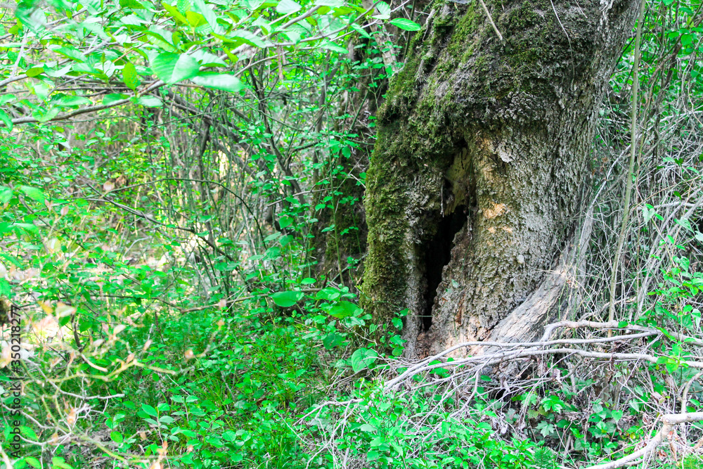 Wild green forest in the summer. Tall trees with moss and thick leaves, a log lies, wild earthen paths, a mysterious, calm and quiet place for walking and traveling Wild green forest in the summer. Tall trees with moss and thick leaves, a log lies, wild earthen paths, a mysterious, calm and quiet place for walking and traveling
