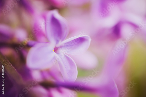 Fototapeta Naklejka Na Ścianę i Meble -  Lilac flowers close-up, detailed macro photo. Soft focus. The concept of flowering, spring, summer, holiday. Great image for cards, banners.