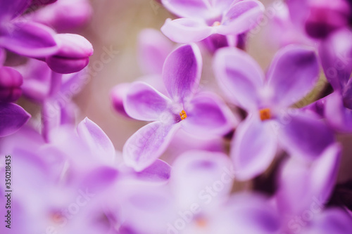 Lilac flowers close-up, detailed macro photo. Soft focus. The concept of flowering, spring, summer, holiday. Great image for cards, banners. © Ольга Холявина
