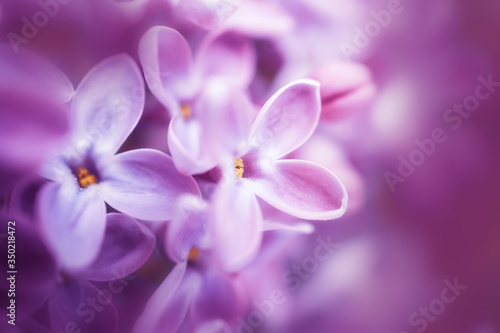 Lilac flowers close-up, detailed macro photo. Soft focus. The concept of flowering, spring, summer, holiday. Great image for cards, banners.