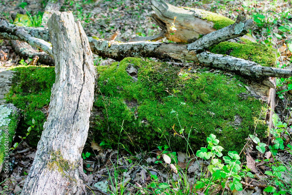 Wild green forest in the summer. Tall trees with moss and thick leaves, a log lies, wild earthen paths, a mysterious, calm and quiet place for walking and traveling Wild green forest in the summer. Tall trees with moss and thick leaves, a log lies, wild earthen paths, a mysterious, calm and quiet place for walking and traveling